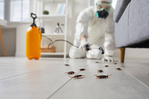 Commercial Kitchen Cockroach Control in Warson Woods